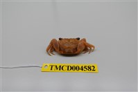 藏品(雙齒近相手蟹)的圖片